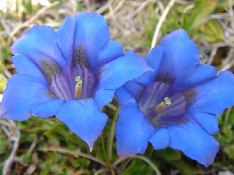 Gentiana acaulis 2